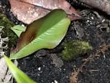 Toadlets