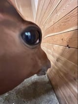 ehehehh