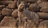 hyena2