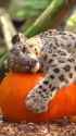 pumpkin_snep_thumb.jpg