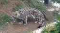 snep_pumpkin_thumb.jpg