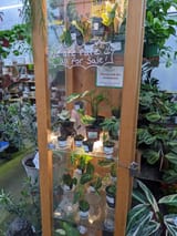 rare plants