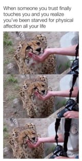 affection_starved_cheetah