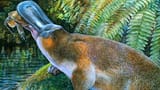 Obdurodon