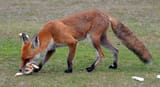 vixen_with_bread