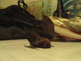 batfink