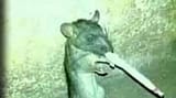 ratapiedrapreciosa