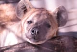 yeen nose