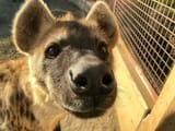 yeen snoot