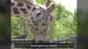 Giraffe Sucking On A Pole [mwlqmQY4iIw]_thumb.jpg