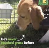 never touched grass before