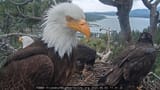 eagle 36