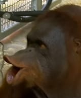 pongo poggers