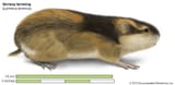 Norway-lemming