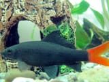 Epalzeorhynchos_bicolor1