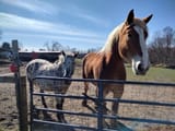 My Buddies