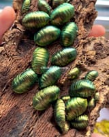 emerald-roach-pseudoglomeris-magnifica-415906