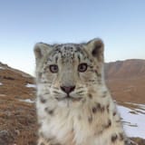 snep
