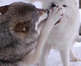 be quiet
