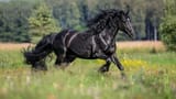 majestic-black-stallion-stockcake