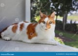 orange-white-cat-sitting-window