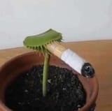 my-fly-trap-is-depressed-smoking-cigarettes-and-saying-it-v0-ig9bf3zrpbfc1
