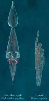 squid