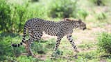 in-cheetah_4