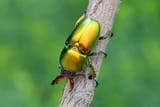 Lamprima.aurata