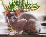 SphynxCat
