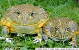 male_female_front