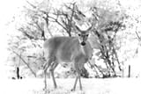 1600 MadisonDeer