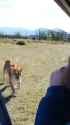 lioness_tourists_thumb.jpg