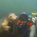 seals_divers_thumb.jpg