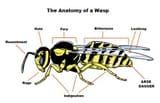 wasp