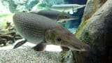 alligator-gar-1536x864