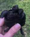dark tortoise_thumb.jpg