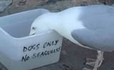dogs-only-no-seagulls