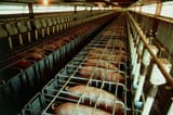 rows-of-pigs-on-a-factory-style-pig-farm-peter-menzelscience-photo-library
