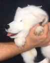 arctic_dog_or_samoyed_fox_thumb.jpg