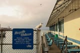 Seagulls Welcome