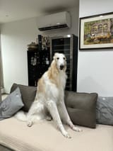 bed boi