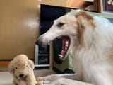 zoi going AAAAAAAAAAAAAAA