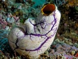 Tunicate_komodo