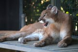 cougar-puma-mountain-lion-predator