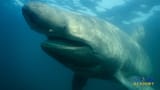 296-2967168_basking-shark-mouth-closed