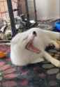 pet_arctic_thumb.jpg