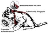 acoustic-kitty-1