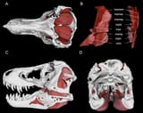 Jaw-adductor-muscle-model-for-Tyrannosaurus-rex