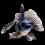 Black Moor Fantail 1-1000x1000
